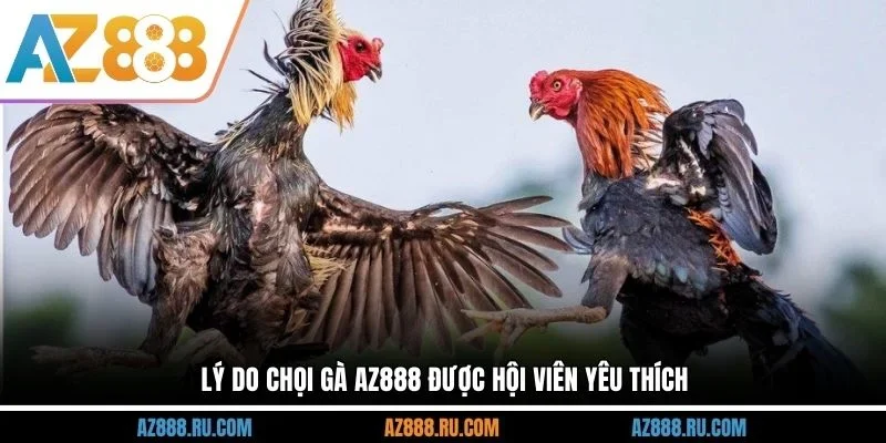 Lý do chọi gà AZ888 được hội viên yêu thích